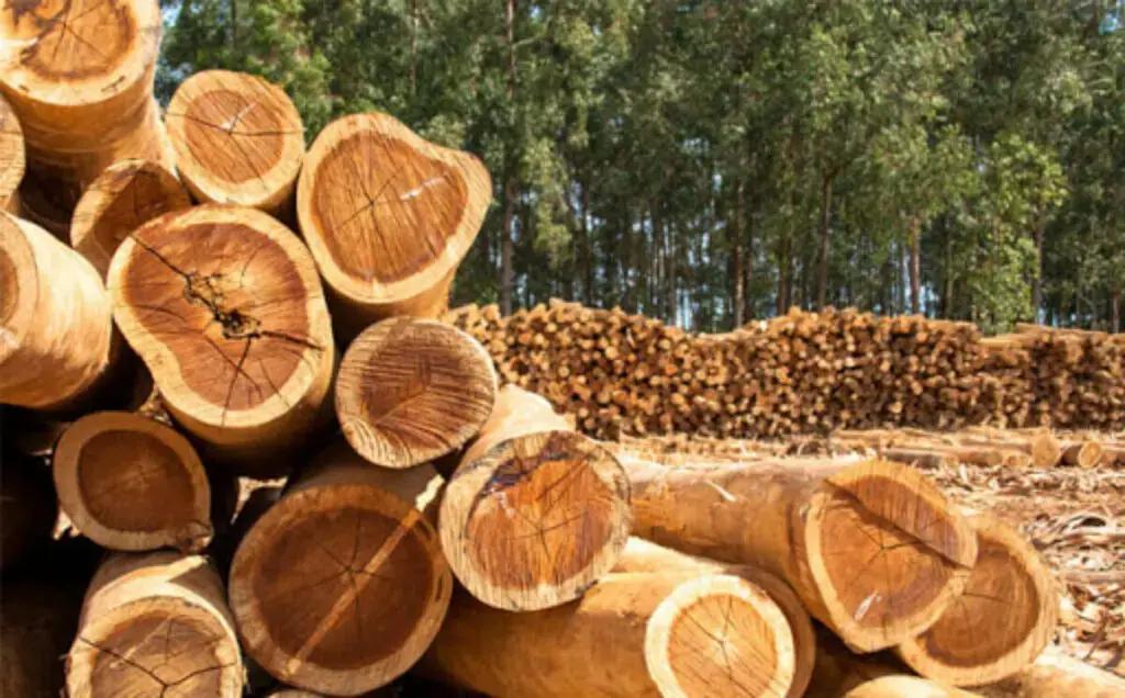 Materiales naturales: la elección correcta para crear artefactos auténticos